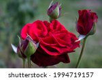 Close Up Red Rose Flower....