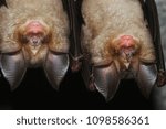couple of greater horseshoe bat (Rhinolophus ferrumequinum) sleeping in its cave.