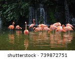 Pink Long Legs Flamingo Birds...