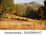 Small photo of As shadows lengthen across the meadow, a stately elk lifts its head, its antlers catching the last golden rays, while the herd grazes in the tranquil expanse.