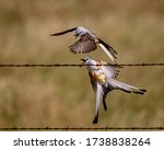 Small photo of Scissortail Flycatchers in a tussle