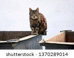 Small photo of Homeless cat on the garbage container. One houseless cat on the street, outcast. Unhoused pet in the yard sits on metal trash container. Selective focus.