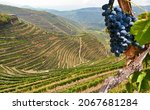 Small photo of Old vineyards with red wine grapes in the Douro valley wine region near Porto, Portugal Europe