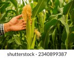 Small photo of Farmer's hand cradles the lush cornstalks with a sense of pride and accomplishment in the bountiful harvest.