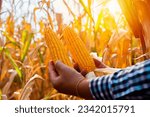 Small photo of Close-up of the farmer's hands holding corn amid the dry cornfield portrays the harmony between human toil and nature.