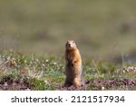 Small photo of Ground squirrel, also known as Richardson ground squirrel or siksik in Inuktitut, standing in the arctic tundra and looking around