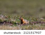 Small photo of Canadian ground squirrel, Richardson ground squirrel or siksik in Inuktitut, stretching and looking around the arctic tundra