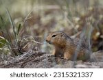 Small photo of Ground squirrel, also known as Richardson ground squirrel or siksik in Inuktitut found hiding in arctic grass, Arviat, Nunavut, Canada