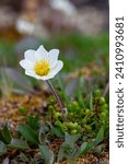Small photo of Arctic mountain aven or alpine dryad, an arctic-alpine flowering plant found on the arctic tundra that thrives in the cold environments, near Arviat, Nunavut, Canada