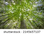 Beautiful background of forest trees seen from below