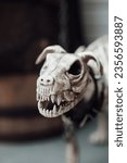 Small photo of Scenery for all hallows eve in october season skeleton of fight dog breed. Traditional halloween party decor like scary dogie skeleton of pit bull with spiked doggy collar on floor