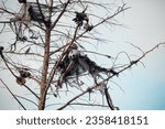 Small photo of Decorative halloween zombies spooks hanging from tall trees yard autumn decor and holiday ideas for party. All hallows eve decoration creepy gloomy specter atmosphere supernatural outdoor