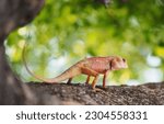 Small photo of Veiled Chameleon (Chamaeleo calyptratus) on the tree and has a peculiarity in its skin