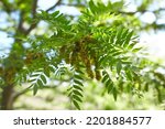 Small photo of Selective focus young leaves of gleditsia triacanthos on the tree, The honey locust, also known as the honeylocust is a deciduous tree in the family Fabaceae, Nature greenery leaf pattern background.