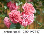 Pink Flowers Of Hybrid Rose In...