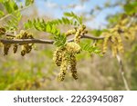 Small photo of Selective focus young leaves of gleditsia triacanthos on the tree, The honey locust, also known as the honeylocust is a deciduous tree in the family Fabaceae, Nature greenery leaf pattern background.
