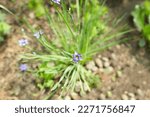 Violet Flower Of Blue Eyed...