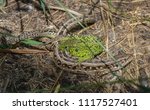 Small photo of pairing of two individuals of an lizard ordinary (Lacerta agilis) on the ground covered with dry grass, during coitus the green male of the lizard bites the brown female behind its back