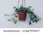 English ivy plant in pot