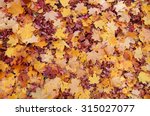 Colorful Autumn Leaves. Natural ...