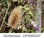 Small photo of Teasel Dipsacus fullonum or Dipsacus sylvestris. Formerly used to make wool fealty