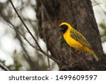 The Southern Masked Weaver Or...