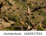 The Group Of Griffon Vultures ...
