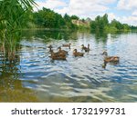 Flock Of Ducks Swim On The Water