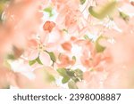 Small photo of Spring flowers background in peach fuzz color. Blooming apple tree. Soft focus, springtime blossom freshness.