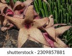 Small photo of Stapelia gigantea is a species of flowering plant in the genus Stapelia of the family Apocynaceae. Common names include Zulu giant,carrion plant and toad plant. The plant is native to the deserts