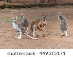 4 Kangaroos In A Sanctuary...