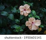 Two Hibiscus Flower Blooming...