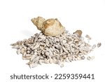 A Pile Of Small Seashells And A ...