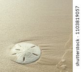 Small photo of Sand Dollar at the Beach
