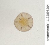 Small photo of Sand Dollar at the Beach