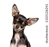 Close Up Of Chihuahua Dog ...