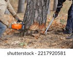 Small photo of Jurmala, Latvia October 20th 2022 Tree felling. A wedge is placed in a cut on a pine tree trunk by a man with a sledge hammer while a man cuts the tree with a Stihl chainsaw