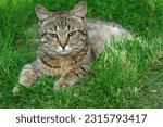 Small photo of Pixie Bob cat lies on the grass