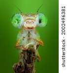 Damselfly close up insect macro ...