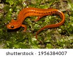 Carolina Sandhills Salamander, Eurycea arenicola, endemic to North Carolina Sandhills Region