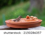 A sparrow is bathing and...