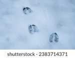 Small photo of deer footprints from a red deer in the fresh snow