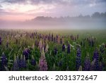 Lupine flowers in a foggy field during sunrise in Sweden