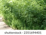 Small photo of Ragweed bushes. Ambrosia artemisiifolia causing allergy summer and autumn. Sneezing because of ragweed. Ambrosia pollen allergy concept.