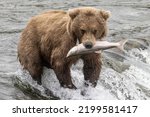 Small photo of A wild coastal brown bear catching fish in the river in Katmai National Park (Alaska).