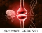 Small photo of Human brain anatomy with Neurons, brain cells, neural network Synaptic transmission , Synapses. 3d illustration