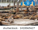 Pier 39, San Francisco, CA, USA. Sea lions on the wooden boards. Symbol of american city and tourist attraction on a foggy day. Animals are heated on wooden platforms. 