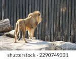 male African lion looking away from camera in wooden safety enclosure outside in natural sunlight 