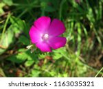 Purple Poppy Mallow Flower On...