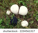 Giant Puffball Mushrooms With A ...